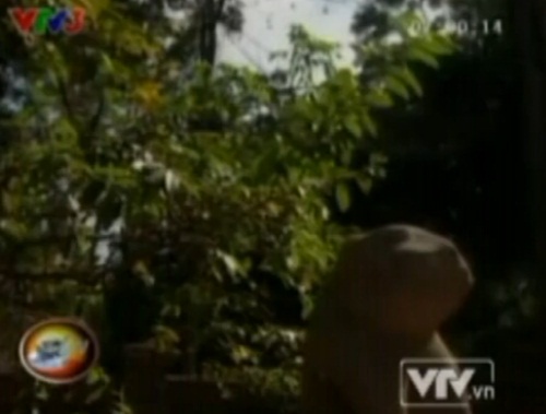 Cây[-]ổi[-]gãi[-]là[-]"cười"[-]ở[-]Thanh[-]Hóa[-]2